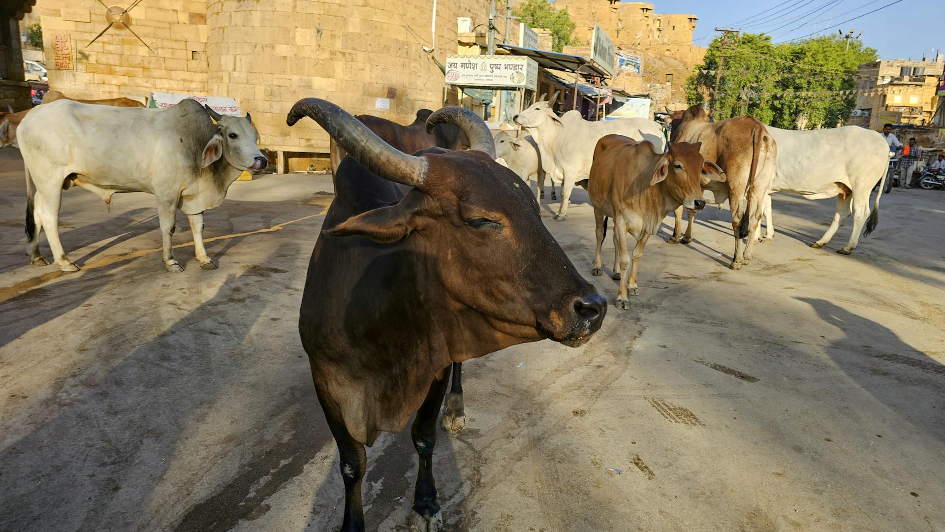 बेज़ुबान जानवरों के लिए विशेष सहायता शिविर